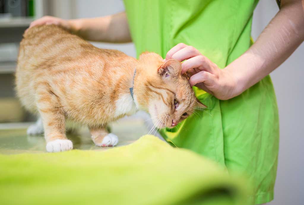 Behandlung Katze